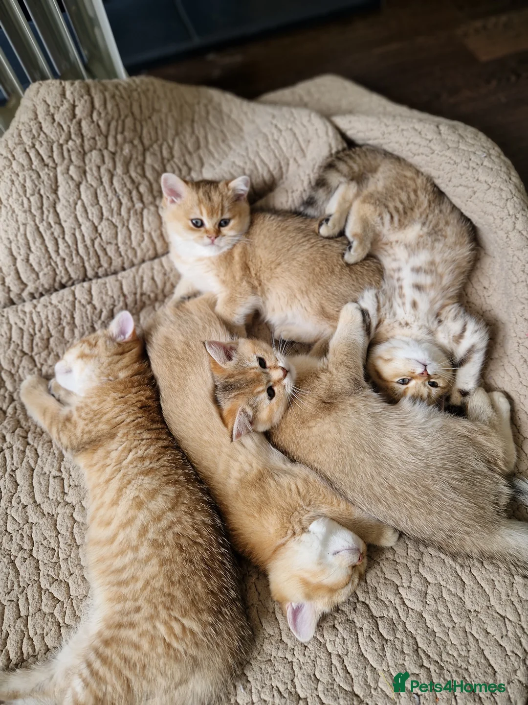 British Shorthair cats for sale: British shorthair silver tipped - Advert 2