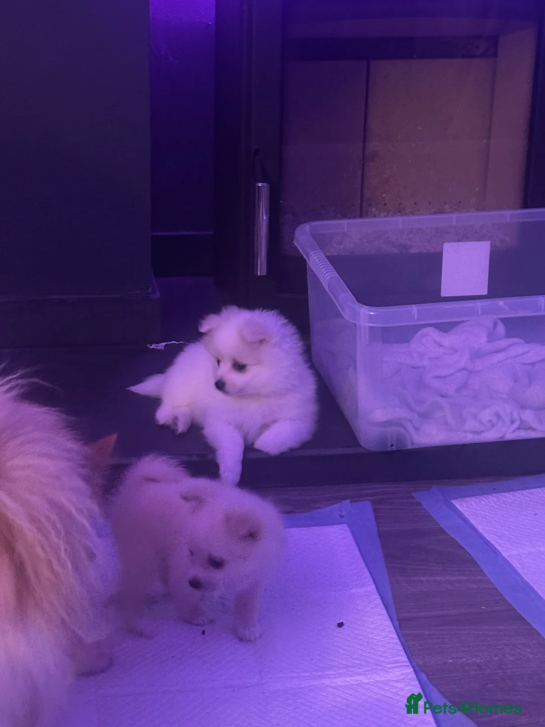 Pomeranian dogs for sale: Beautiful Pomeranian Puppies - Advert 13