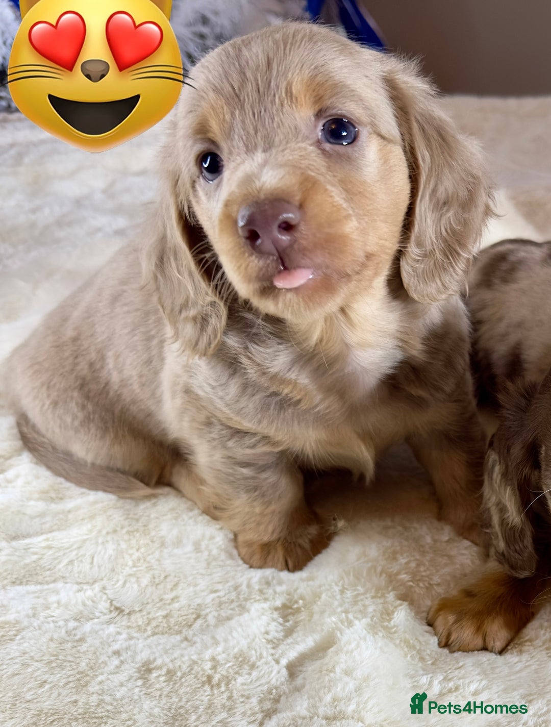 Miniature Dachshund dogs for sale: Dachshund miniature long hair - Advert 13