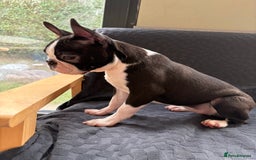 Boston Terrier dogs for sale: Kc reg true to type Boston terrier puppies - Image 8