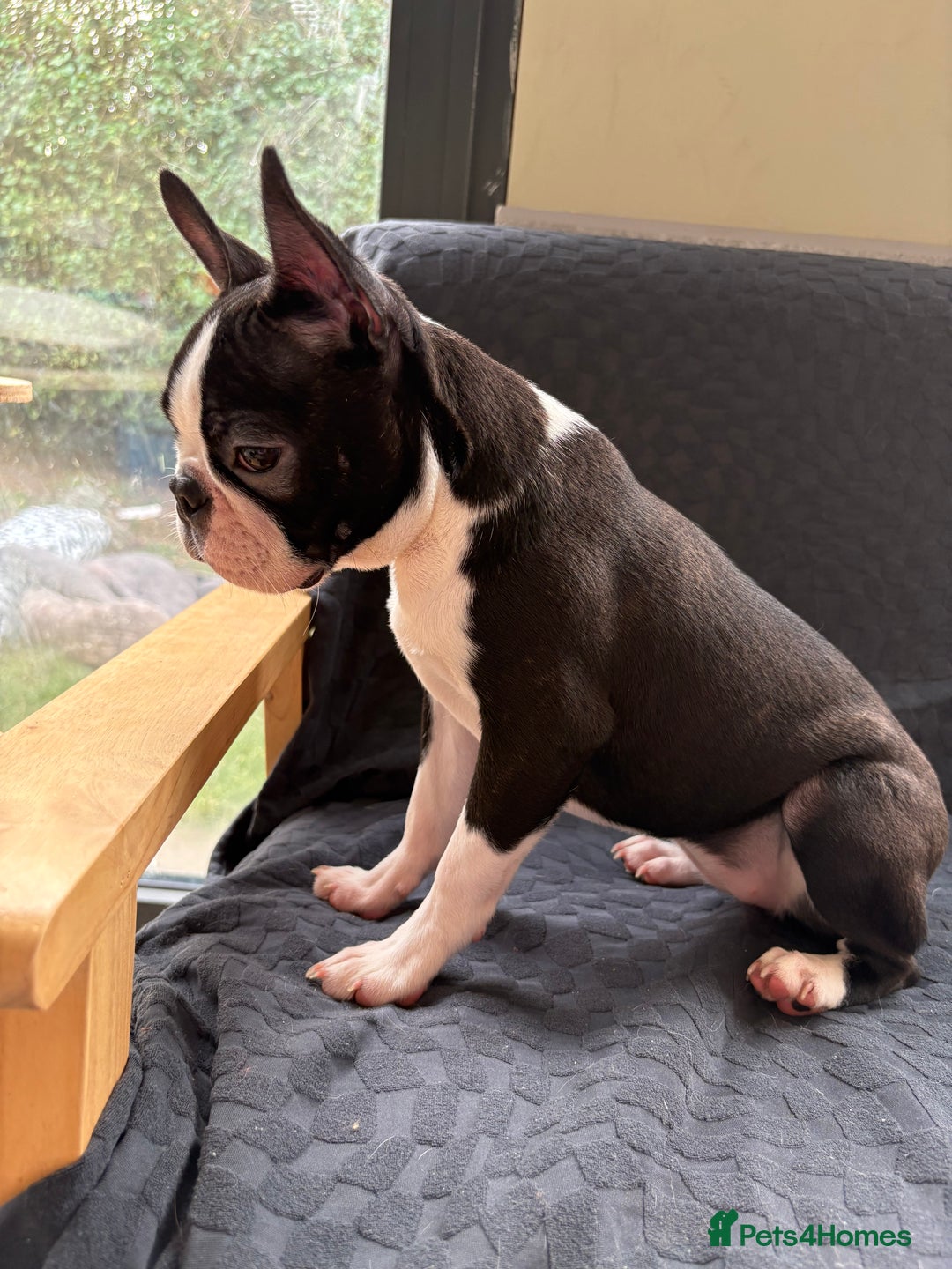 Boston Terrier dogs for sale: Kc reg true to type Boston terrier puppies - Image 8