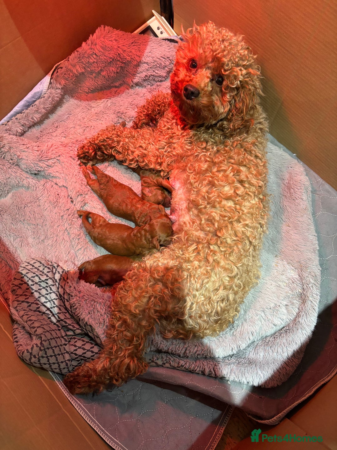 Toy Poodle dogs for sale: Toy Poodle boys  - Advert 1