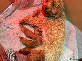 Toy Poodle dogs Toy Poodle boys - Advert 7