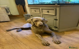 Weimaraner dogs for sale: Quality Weimaraner Puppies - Image 17