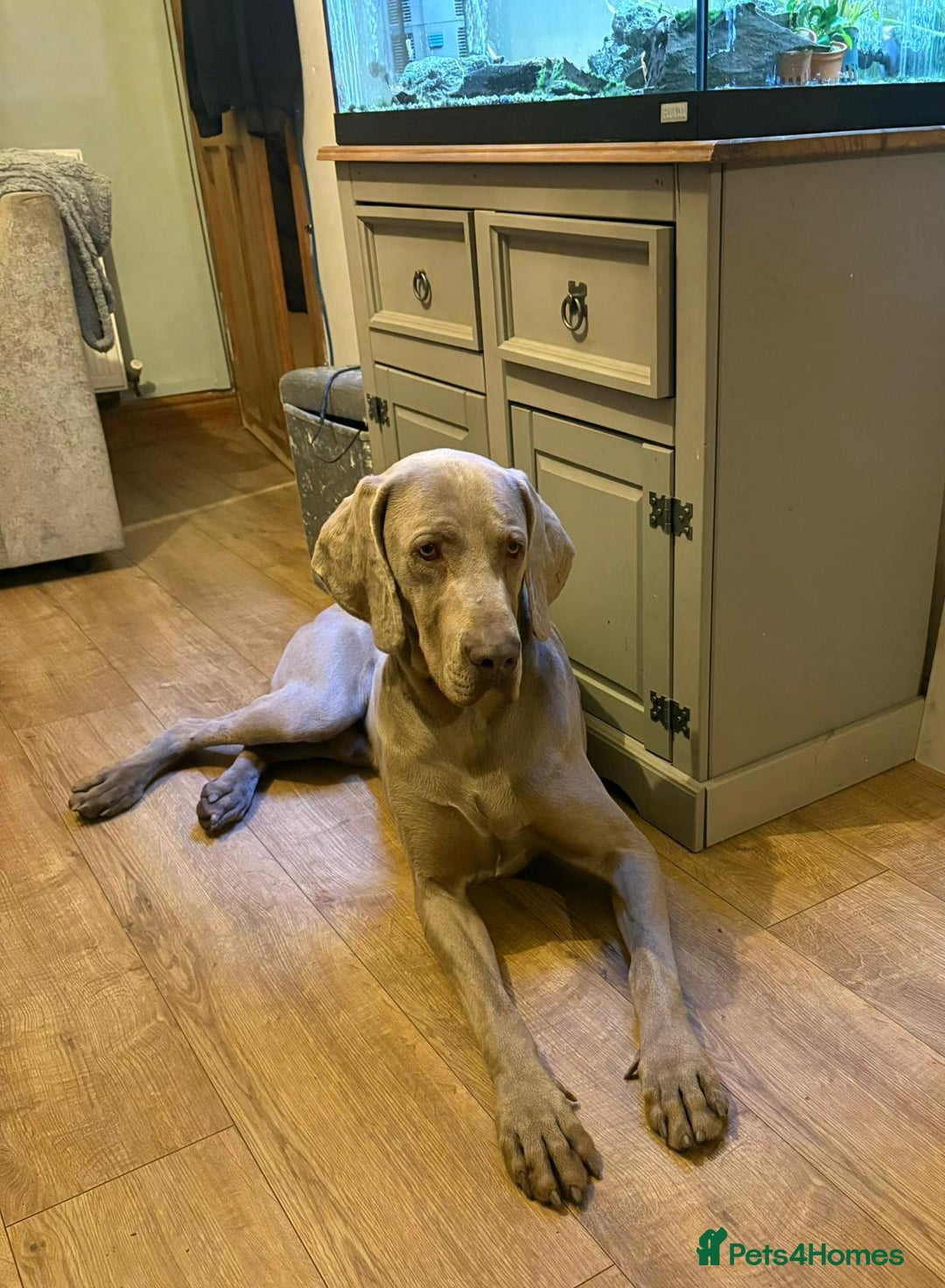 Weimaraner dogs for sale: Quality Weimaraner Puppies - Image 17