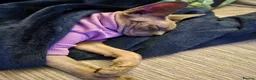 Sphynx cats for sale: Female Sphynx looking for loving home in Tonbridge - Advert 10