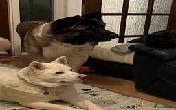 Akita dogs for sale: Ready Now! American Akita Puppies in Liverpool - Image 20