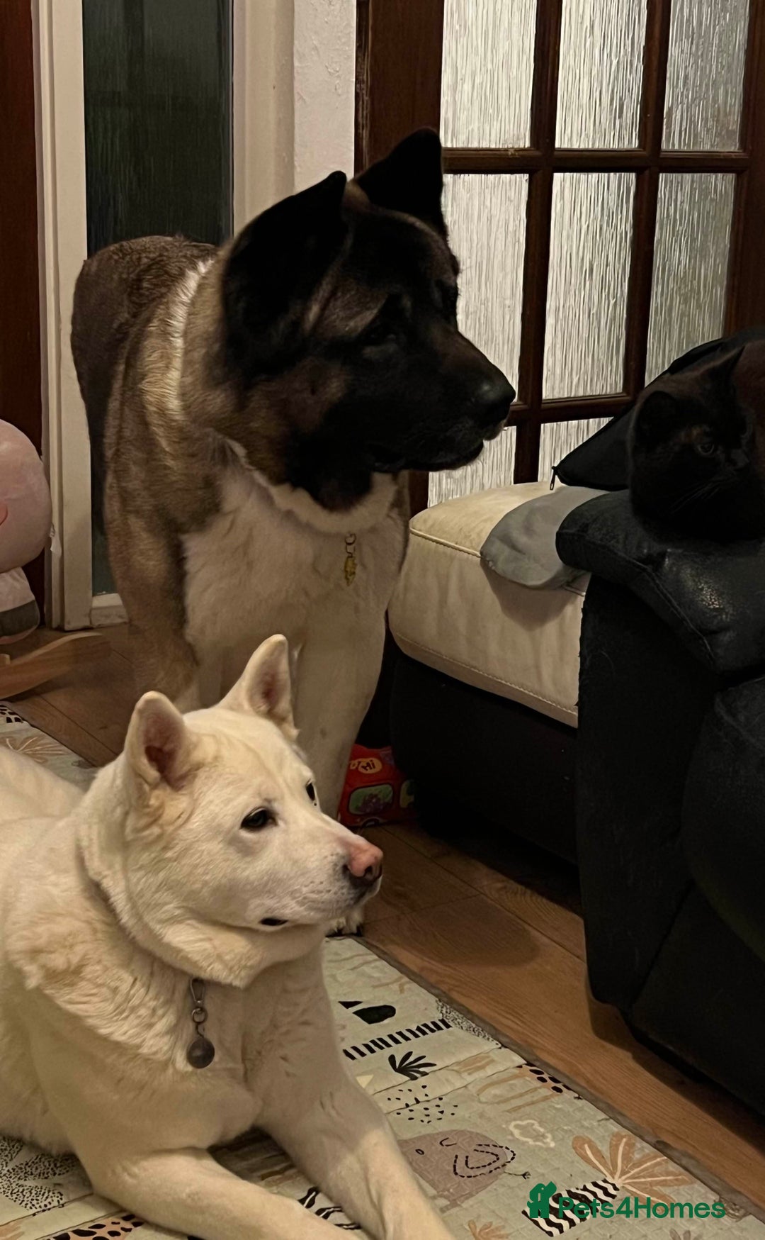 Akita dogs for sale: Ready Now! American Akita Puppies in Liverpool - Image 20
