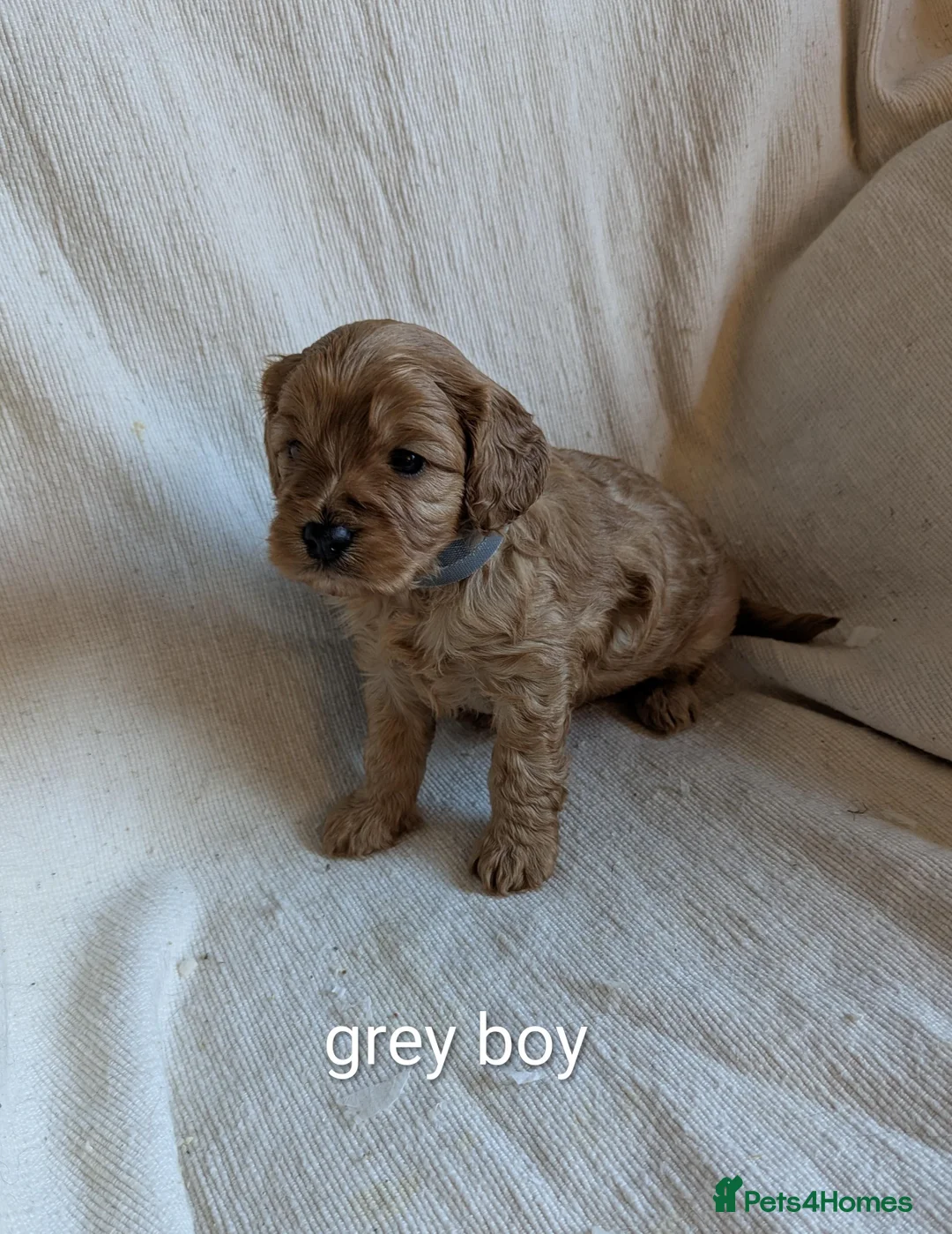 Cavapoo dogs for sale: Stunning Health Tested Ruby Red Cavapoo puppies - Advert 7
