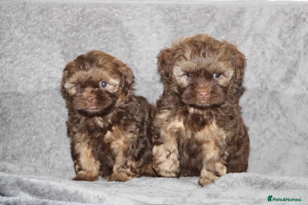 Shihpoo dogs for sale: Shih poo puppy’s  - Advert 36