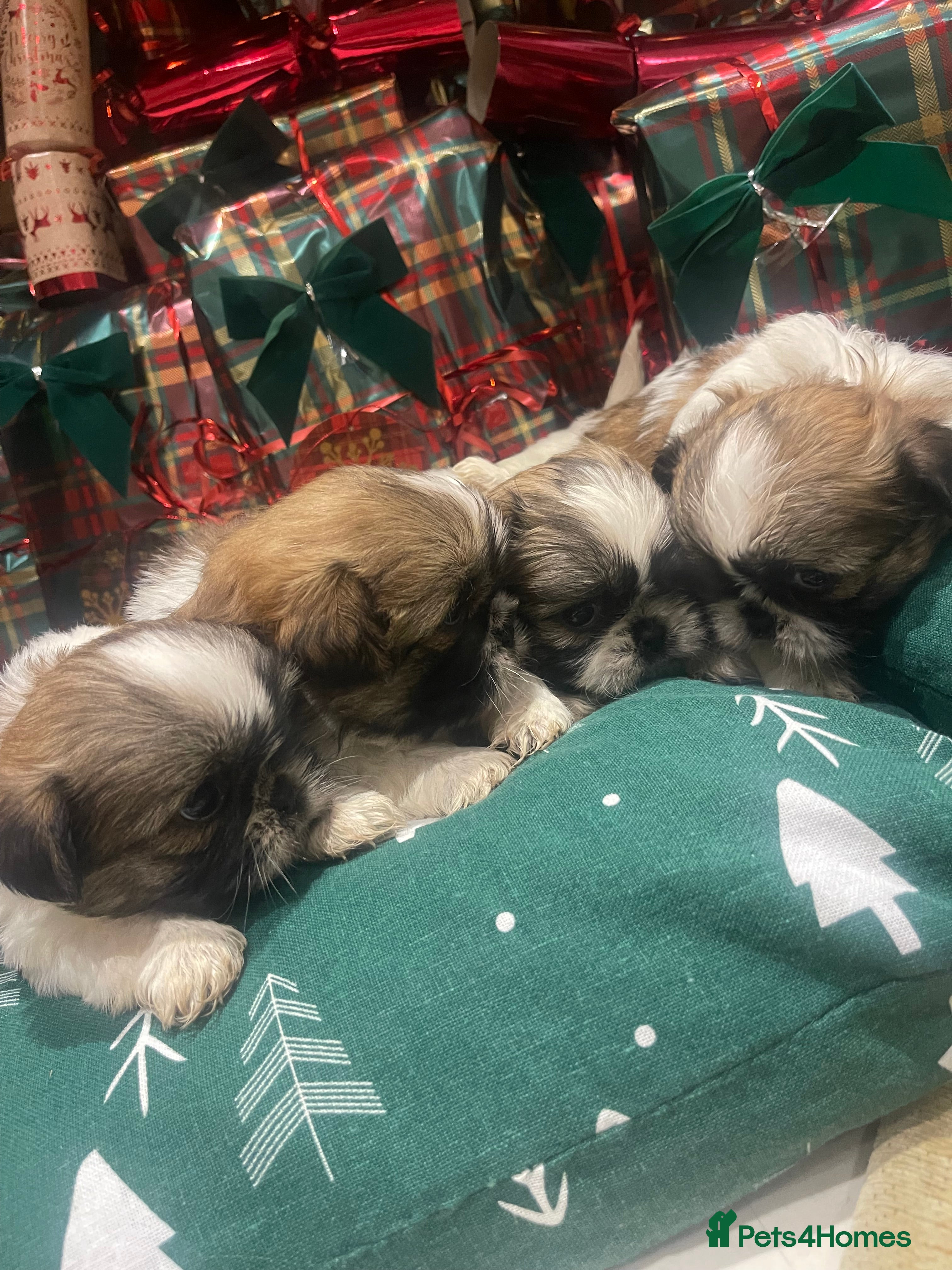 Shih Tzu dogs Shih tzu  puppies  - Advert 14