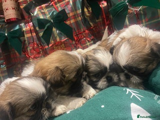 Shih Tzu dogs Shih tzu puppies - Advert 1