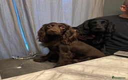 Cocker Spaniel dogs for sale: Working cocker spaniel 1 girls left  - Image 15