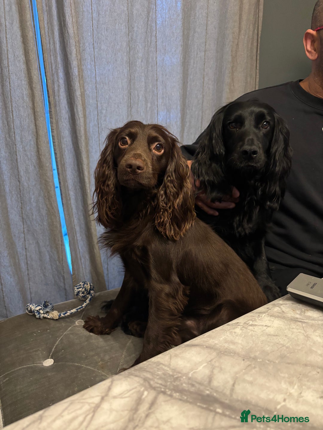 Cocker Spaniel dogs for sale: Working cocker spaniel 1 girls left  - Image 15