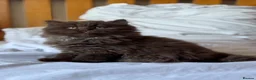 British Longhair cats for sale: Chocolate BLH boys TICA registration  - Advert 13