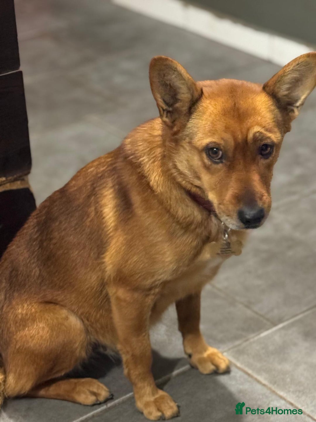 Mixed Breed dogs for adoption: Sweet Poppy Looking For LOVE - Advert 9