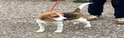 Beagle dogs for adoption: Pup Dolly wants a new loving forever home - Advert 2