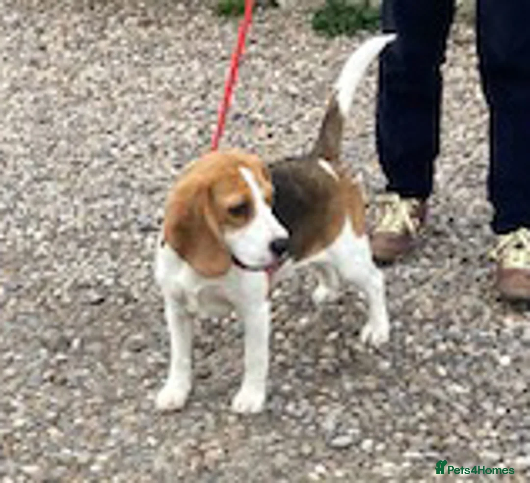 Beagle dogs for adoption: Pup Dolly wants a new loving forever home - Advert 2
