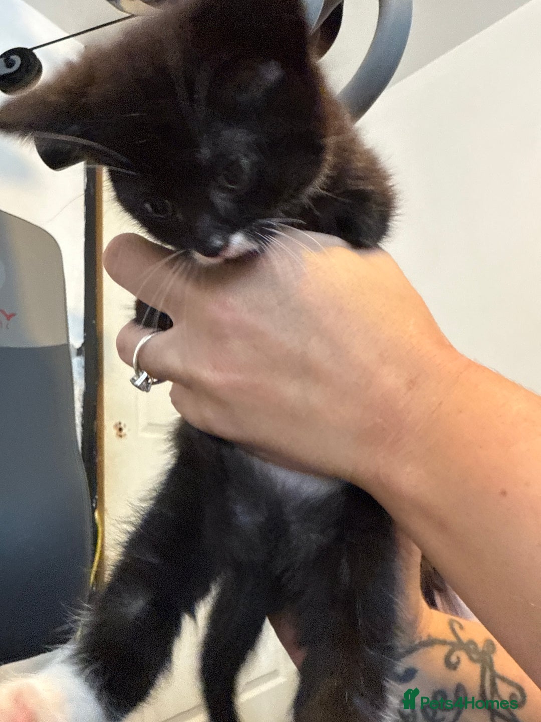 British Shorthair cats for sale: Kittens black and white  - Image 14