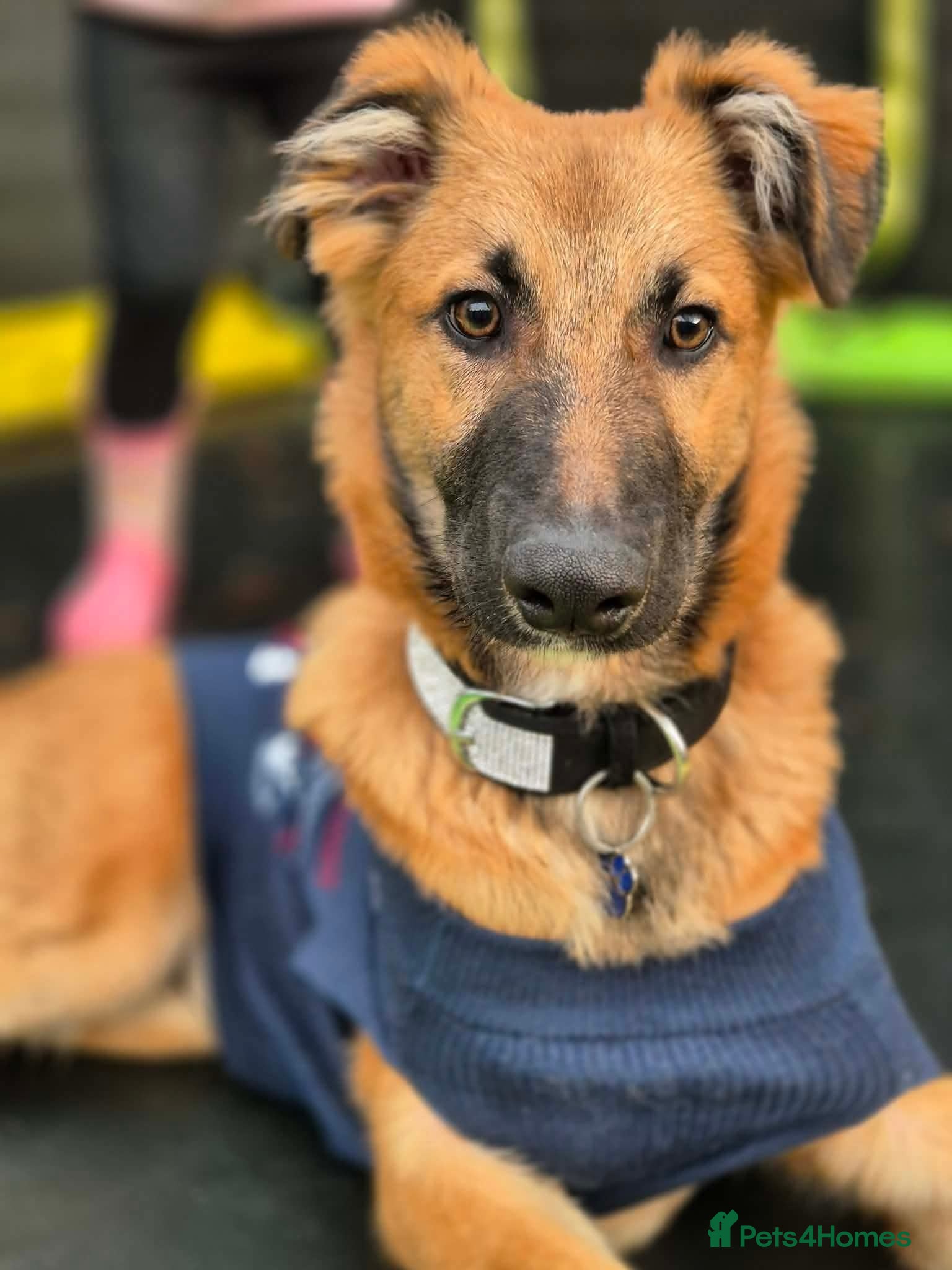 Mixed Breed dogs Lurcher x german shepherd  - Advert 1