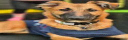Mixed Breed dogs for sale: Lurcher x german shepherd  in Gillingham - Advert 1