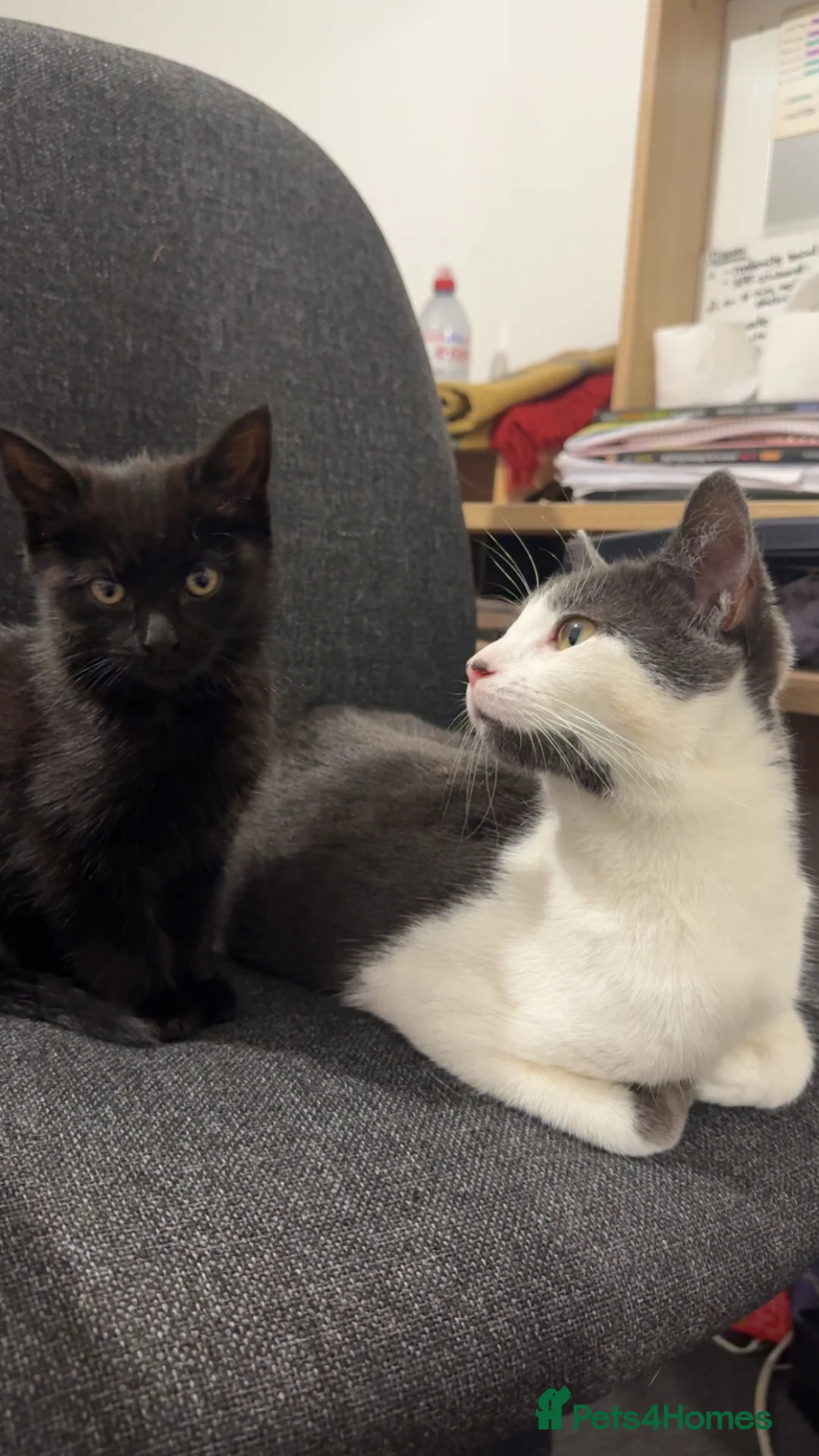 Domestic Shorthair cats for sale: Kittens to giveaway and sell  in Maidenhead - Advert 2