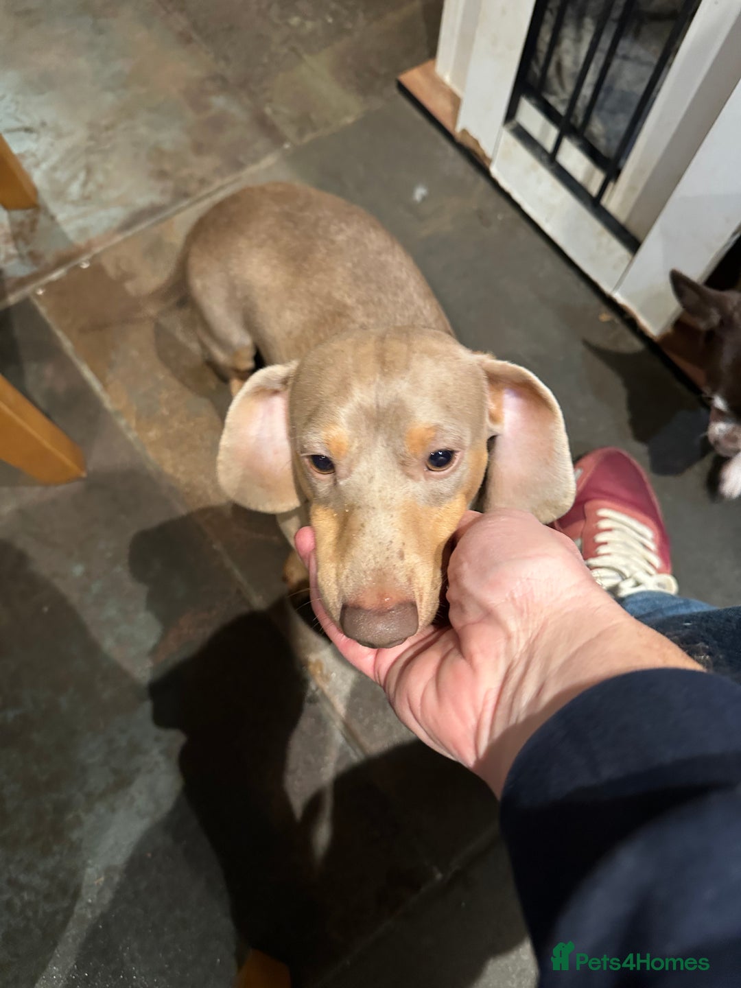 Miniature Dachshund dogs for sale: Isabella Pretty Boy - Advert 3