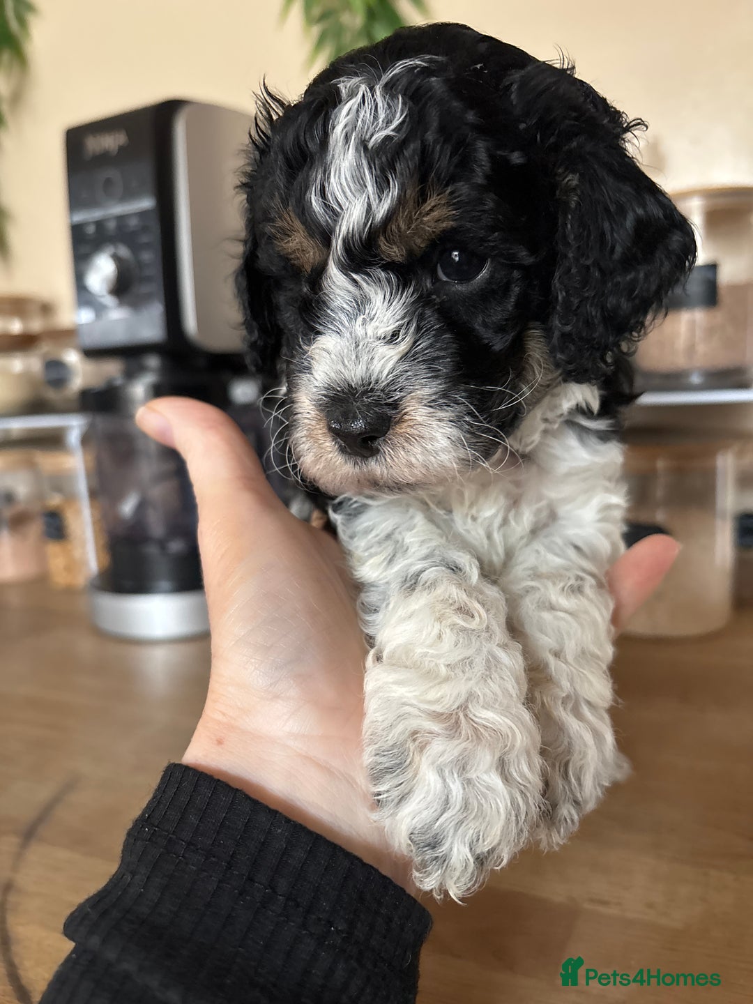Cockapoo dogs for sale: Cockapoo - Image 12