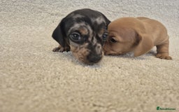 Dachshund dogs for sale: BEAUTIFUL MINI DACSHUNDS - Image 10