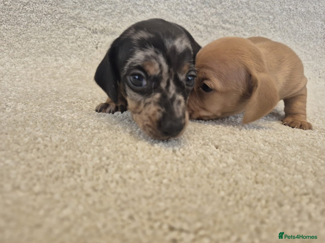Dachshund dogs for sale: BEAUTIFUL MINI DACSHUNDS - Image 10