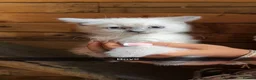 Ragdoll cats for sale: Stunning Ragdoll kittens  - Advert 4