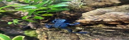Frog reptiles for sale: Bioactive Dart Frog Vivarium – Azure Tinctorius - Advert 4