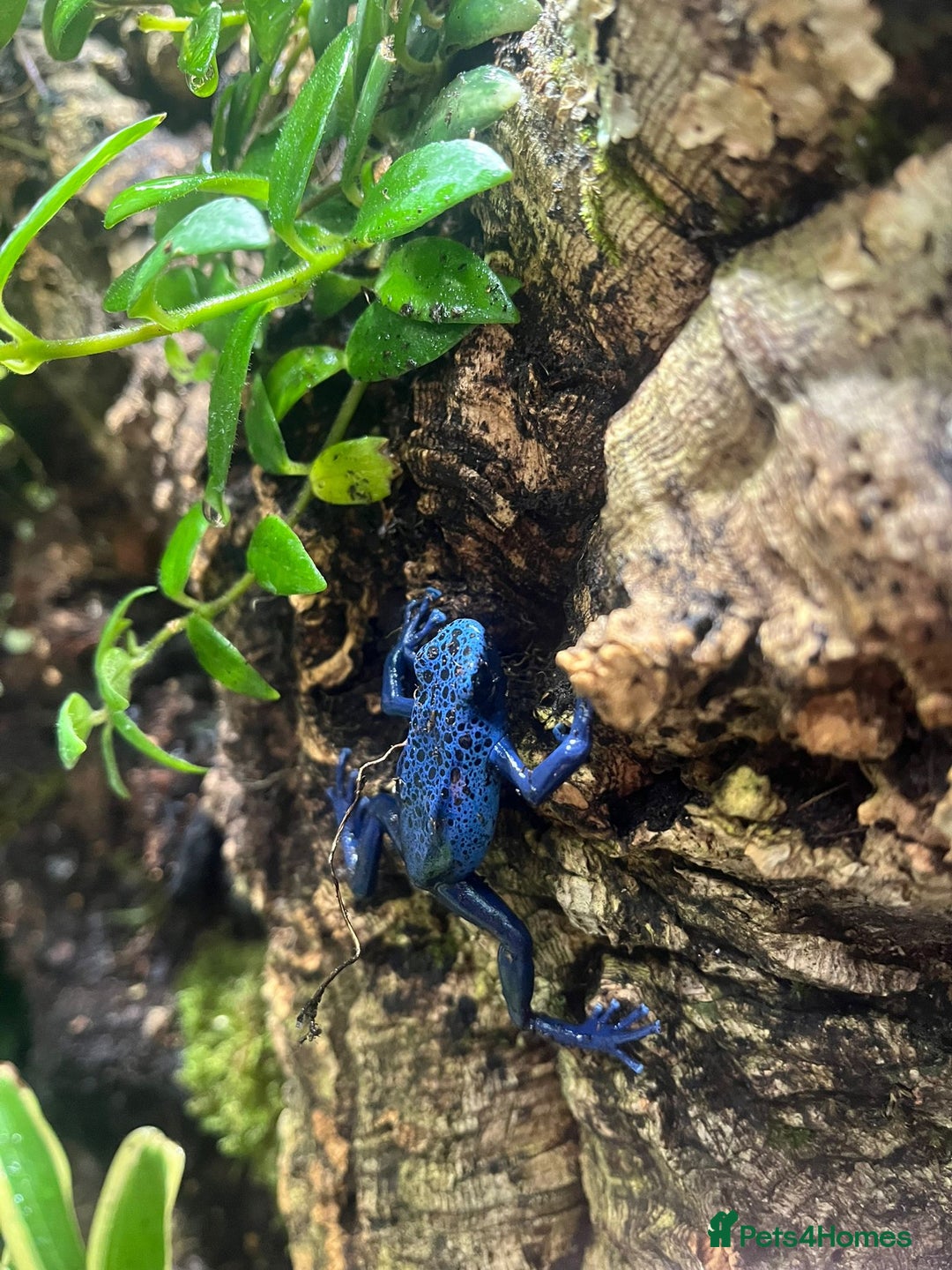Frog reptiles for sale: Bioactive Dart Frog Vivarium – Azure Tinctorius - Advert 4