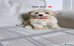 Maltipoo dogs for sale: F1 maltipoo puppy’s ready now KC reg parents - Image 3