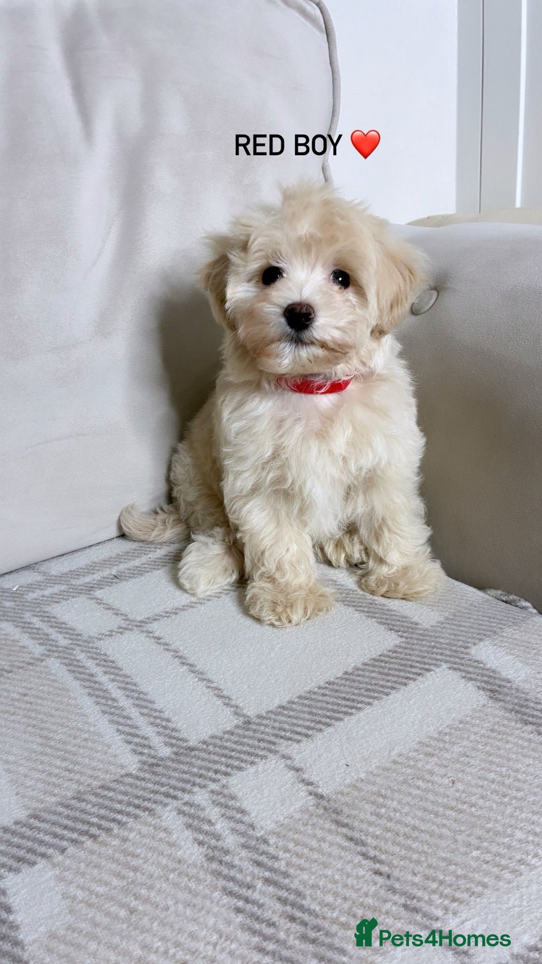 Maltipoo dogs for sale: F1 maltipoo puppy’s ready now KC reg parents - Image 3