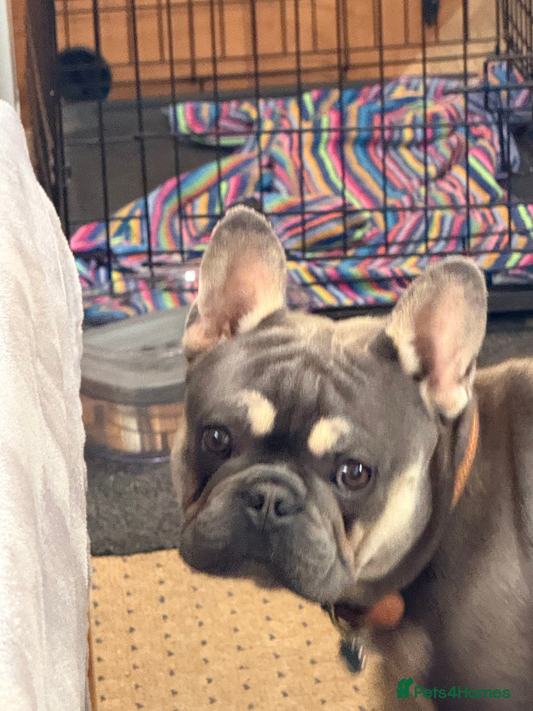 French Bulldog dogs for sale: 2 French Bulldogs (brothers) - Image 2