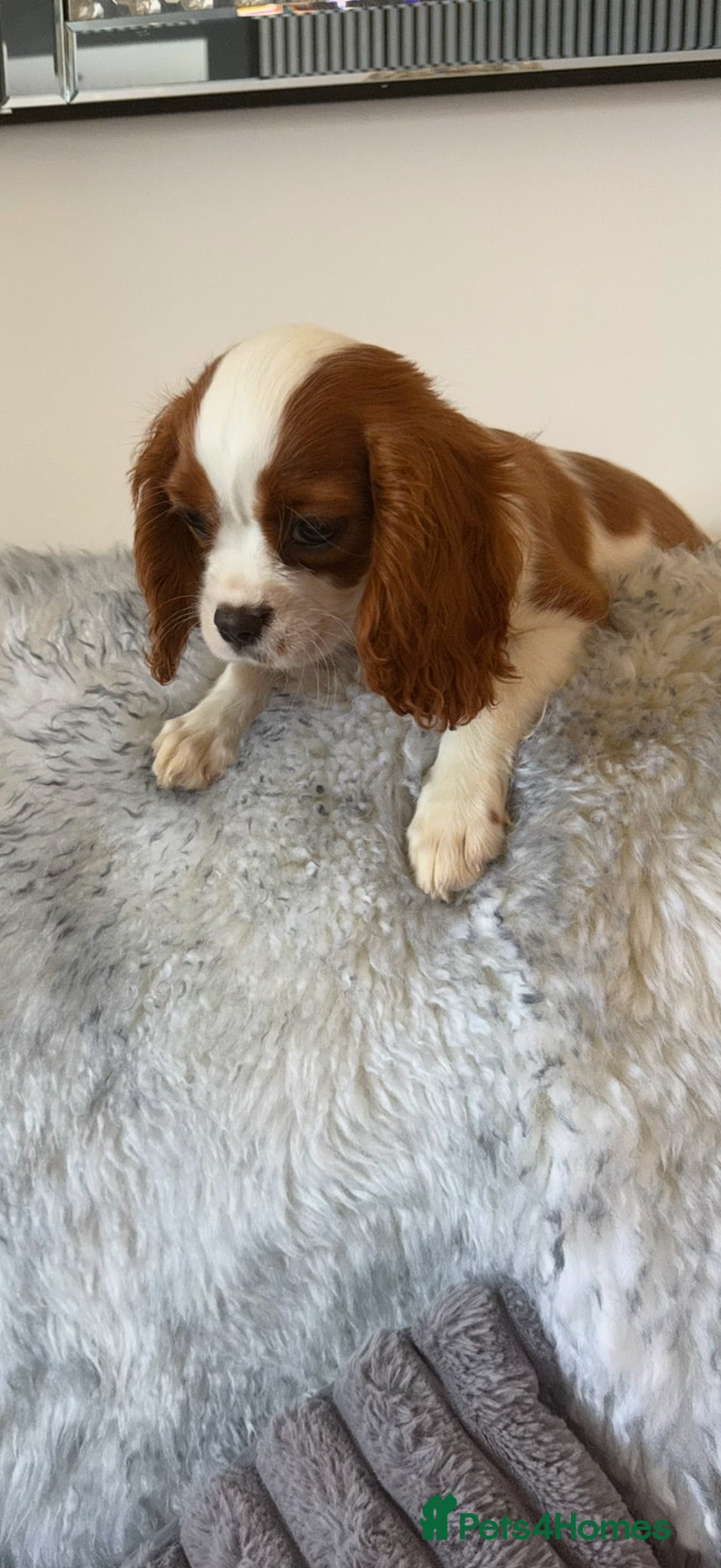Cavalier King Charles Spaniel dogs kennel club fully vaccinated cavalier dna clear  - Advert 1
