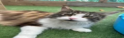 Maine Coon cats for sale: Retired Queens Looking For Comfy Laps!! - Advert 2