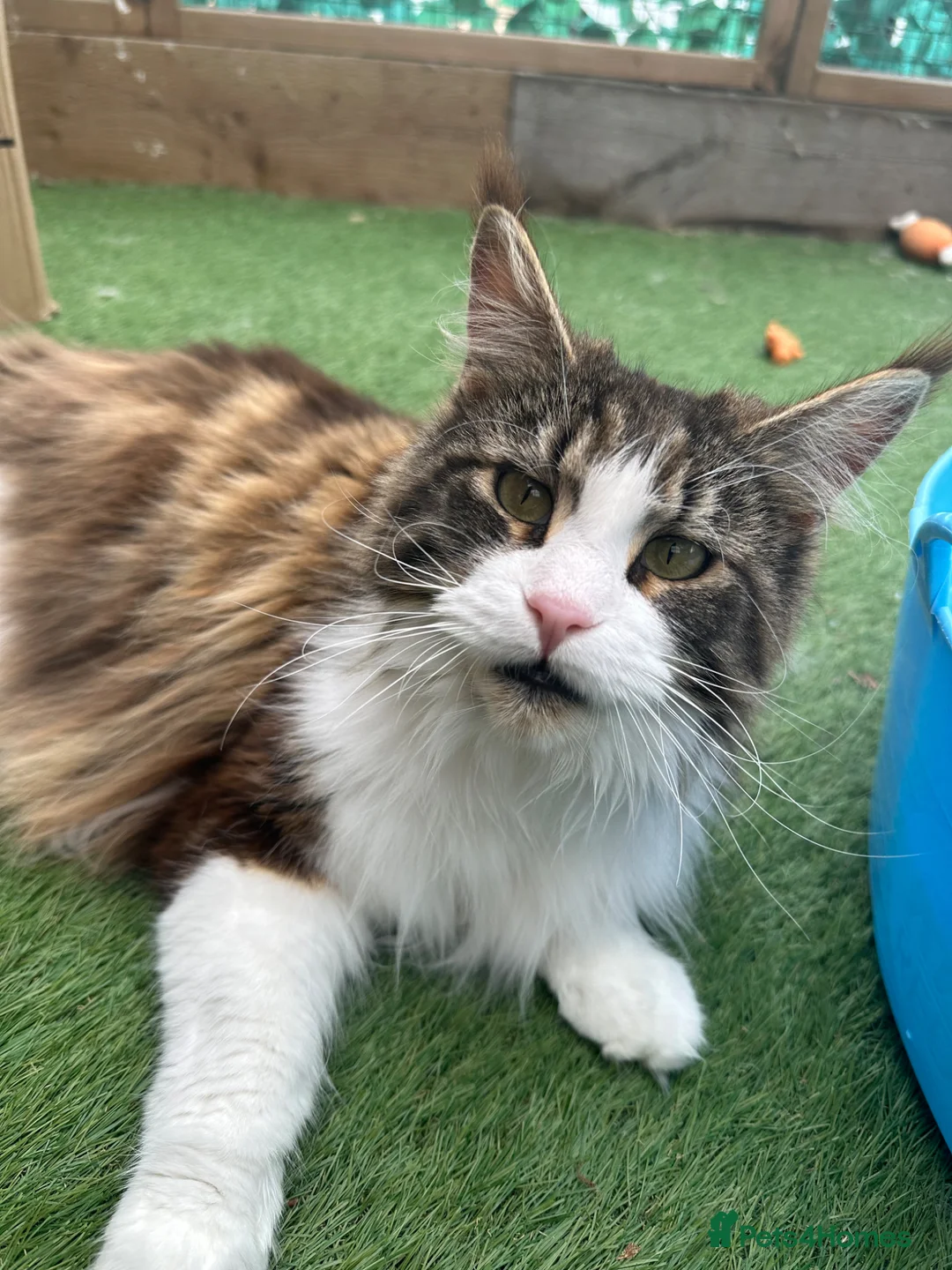 Maine Coon cats for sale: Retired Queens Looking For Comfy Laps!! - Advert 2