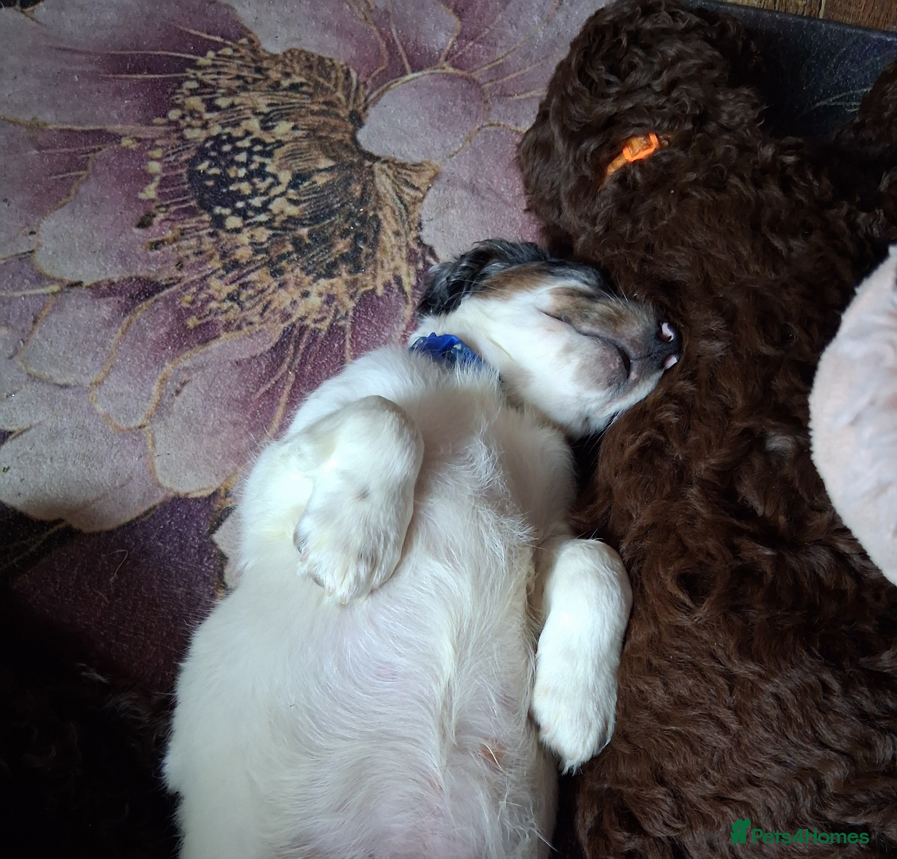 Cockapoo dogs Ready now stunning  f2b cockerpoo males. - Advert 7