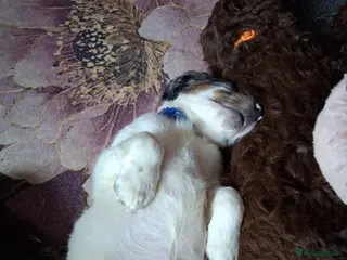 Cockapoo dogs Ready now stunning f2b cockerpoo males. - Advert 7