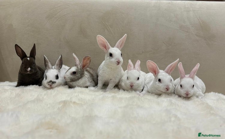Rex rabbits - Advert 1