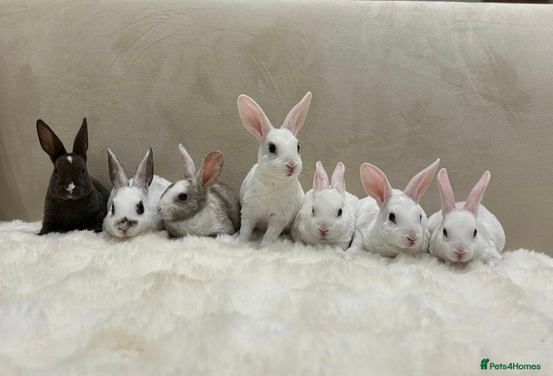 Rex rabbits for sale: Beautiful Mini Rex available to reserve🏡🤍 - Image 1