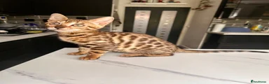 Bengal 2