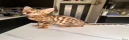 Bengal cats for sale: 2 bengal tiger  cubs for sale  - Advert 19