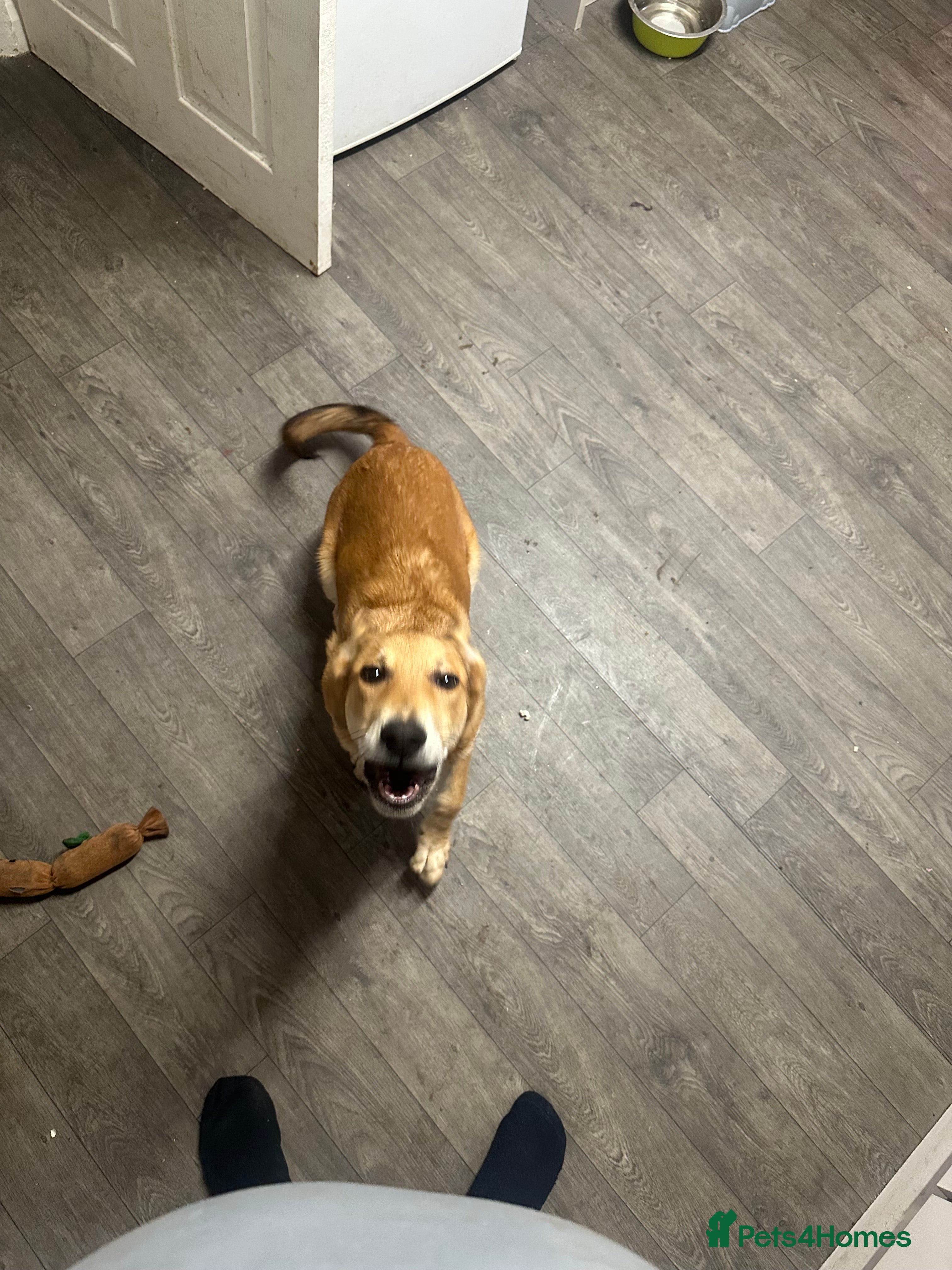 German Shepherd dogs Myla  - Advert 1