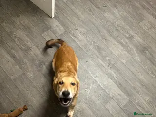 German Shepherd dogs Myla - Advert 1