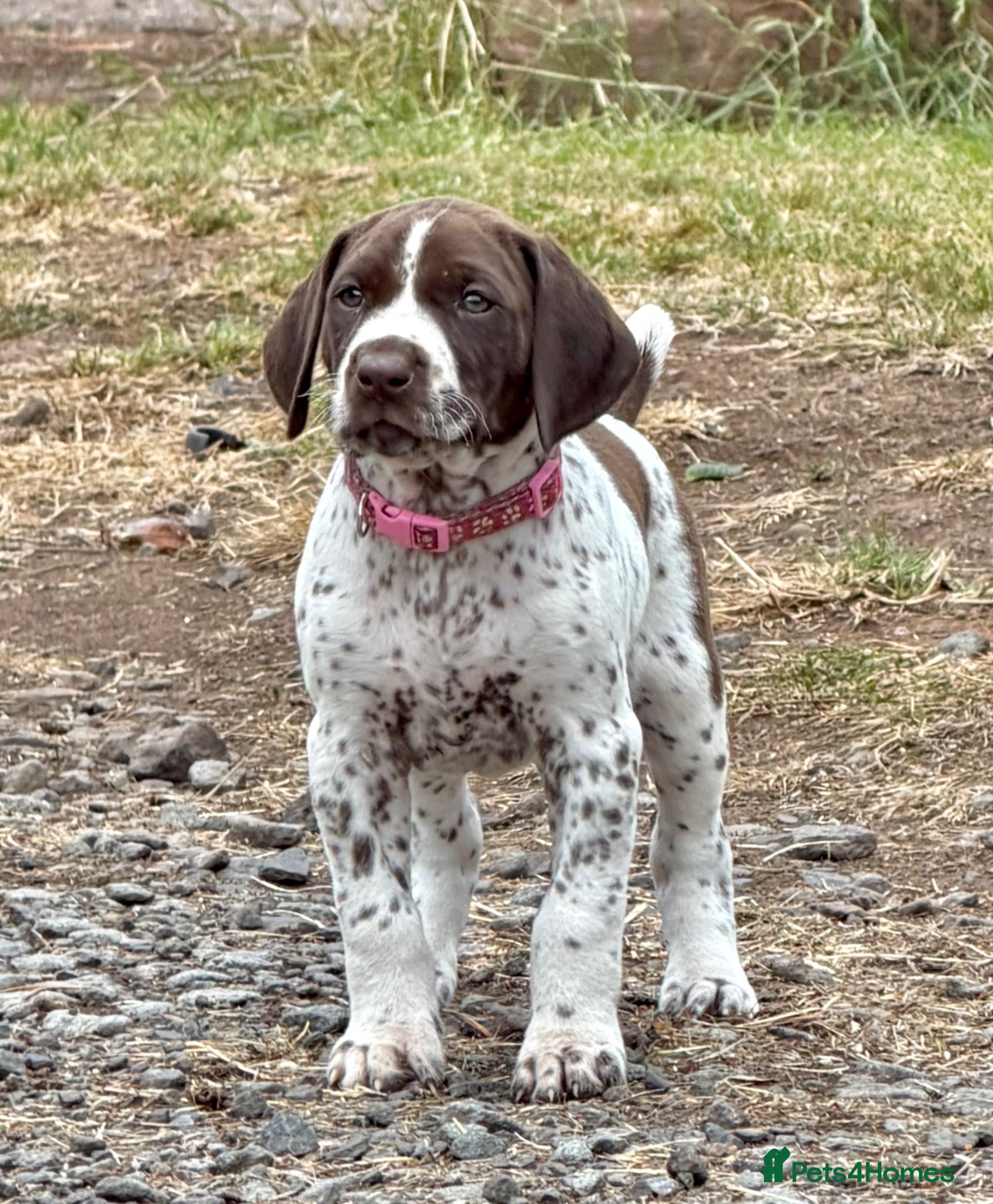 German Shorthaired Pointer dogs KC Registered German Shorthaired Pointer Puppies - Advert 2