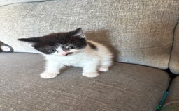 Mixed Breed cats for sale: Kittens available  - Image 7