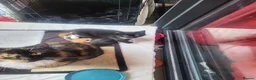Mixed Breed cats for sale: Two rescued male kittens looking for a new home in London - Advert 3